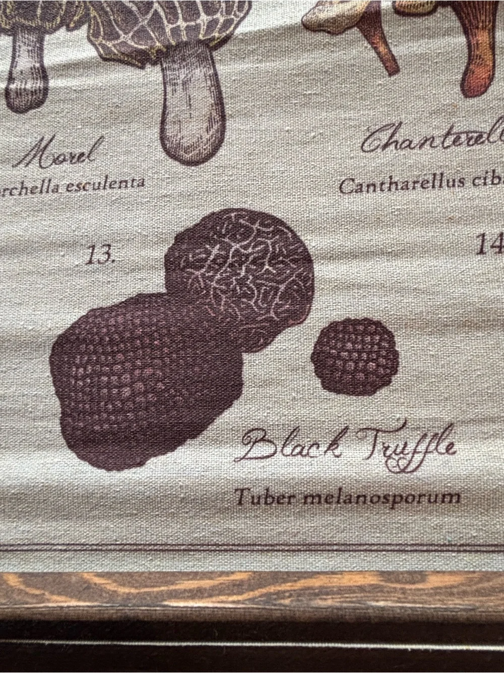 Mushrooms of the World Wall Hanging - Neutral Brown Canvas